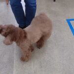 犬の幼稚園 ひなたくんとトレーニング