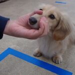 犬の幼稚園 凜ちゃんとトレーニング