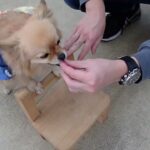 犬の幼稚園 くるみちゃんとトレーニング