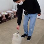 犬の幼稚園 ユパくんとトレーニング