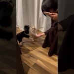 思わずクスッと笑うしつけ😂飼い主の想像の上をいく笑でも個性だからいいか🤔【ガウガウ犬のピノ・パルム】