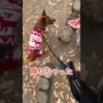 サーカス芸の様な保護犬ちゃん