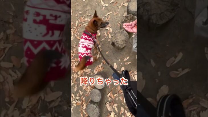 サーカス芸の様な保護犬ちゃん