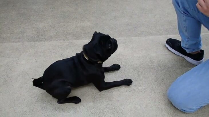 犬の幼稚園 金吾くんとトレーニング