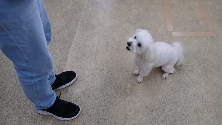 犬の幼稚園 華ちゃんとトレーニング