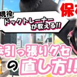 【犬のしつけ】お散歩引っ張りグセ直し方！黒柴・ルカくんの成長日記♪