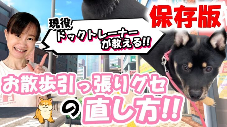 【犬のしつけ】お散歩引っ張りグセ直し方！黒柴・ルカくんの成長日記♪