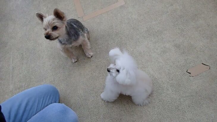 犬の幼稚園 シナモンくん・バニラちゃんとトレーニング