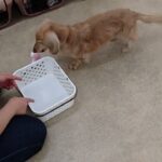 犬の幼稚園 むぎくんとトレーニング