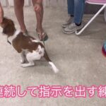 パピーグループレッスン　#パピーパーティー　#犬のようちえん　#預かりトレーニング　#子犬しつけ  #しつけ教室 　＃コイケル　#柴 　#ミックス犬   ＃犬のしつけ #パピートレーニング