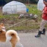 【秋田犬】散歩のロックオンさせない方法