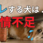 【絶対見逃すな！】愛情不足な犬の末路