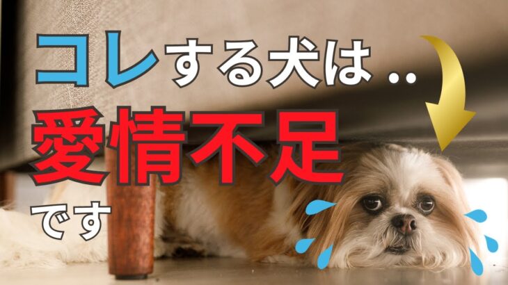 【絶対見逃すな！】愛情不足な犬の末路