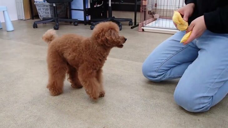 犬の幼稚園 りあんちゃんとトレーニング