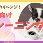 しつけのリベンジ！成犬向けトレーニングのコツ