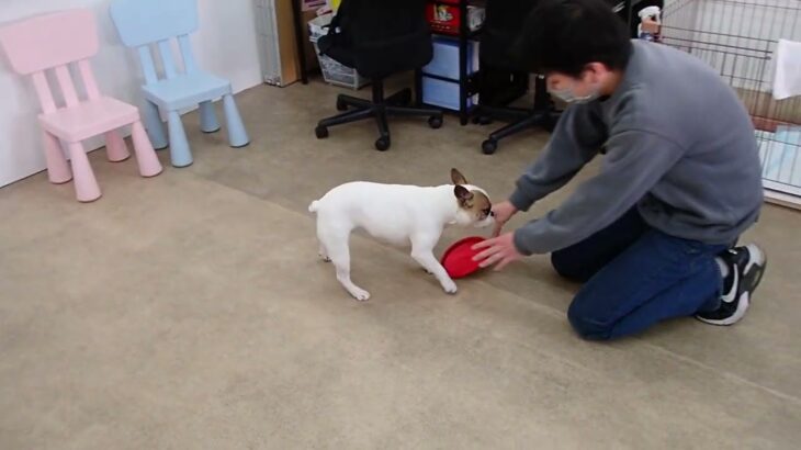 犬の幼稚園 はなちゃんとトレーニング