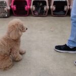 犬の幼稚園 むぎくんとトレーニング