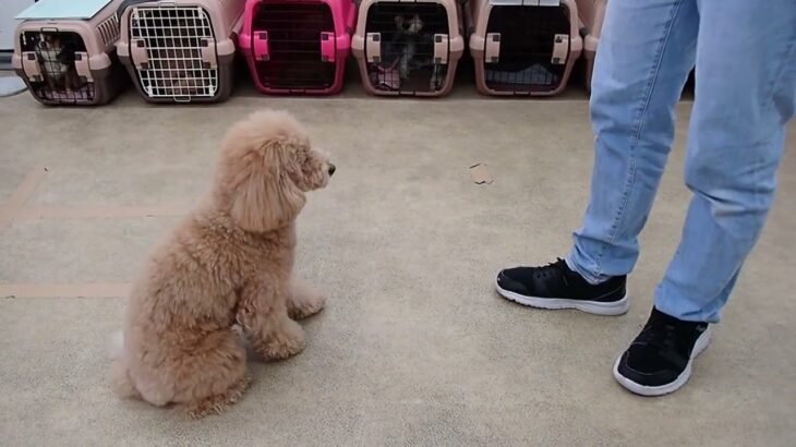 犬の幼稚園 むぎくんとトレーニング