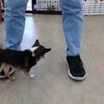 犬の幼稚園 のあくんとトレーニング