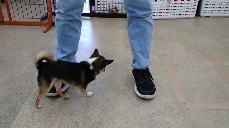 犬の幼稚園 のあくんとトレーニング