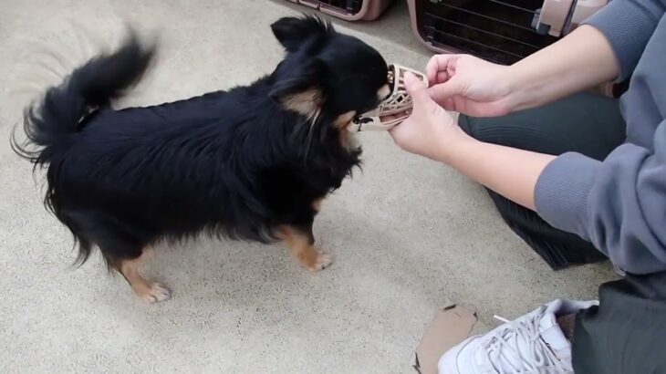 犬の幼稚園 ショコラくんとトレーニング