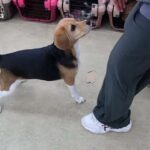 犬の幼稚園 ビオタンちゃんとトレーニング