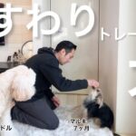 【しつけ】子犬マルキーのおすわりトレーニングを見守るゴールデンドゥードル♡