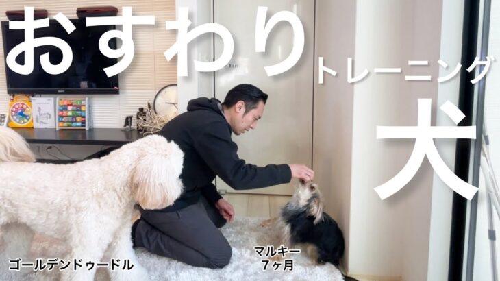 【しつけ】子犬マルキーのおすわりトレーニングを見守るゴールデンドゥードル♡