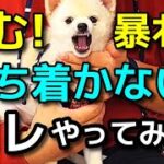 【犬 噛み癖 甘噛み しつけ】噛む!!暴れる!!お手入れが出来ない方はコレをやってみて下さい！犬のしつけエマチャンネル【犬のしつけ＠横浜】