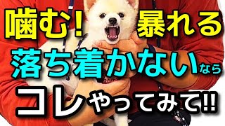 【犬 噛み癖 甘噛み しつけ】噛む!!暴れる!!お手入れが出来ない方はコレをやってみて下さい！犬のしつけエマチャンネル【犬のしつけ＠横浜】