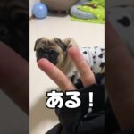 腕を噛もうとする犬にトラウマを植え付ける方法