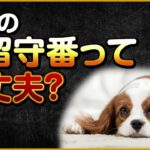 子犬のお留守番って大丈夫？