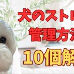 【犬のストレス管理】リラックスさせる方法を１０個解説