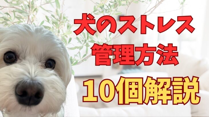 【犬のストレス管理】リラックスさせる方法を１０個解説