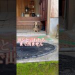 しつけが最高レベルになった犬の散歩前　#ダックスフンド #いぬのいる暮らし #犬動画