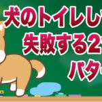 犬のトイレしつけ方で失敗する２つのパターンと改善方法について獣医師が解説します