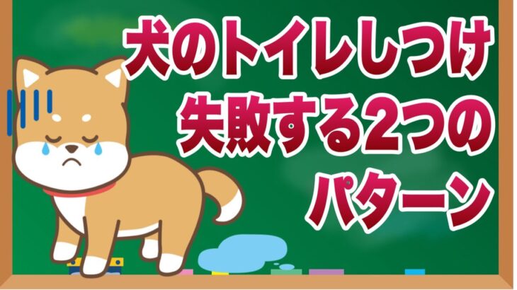 犬のトイレしつけ方で失敗する２つのパターンと改善方法について獣医師が解説します