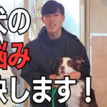 再始動！犬のしつけはもちろん、犬に関することを発信していきます！