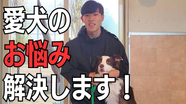 再始動！犬のしつけはもちろん、犬に関することを発信していきます！