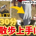 【犬しつけ】【吠える】お散歩で引っ張る、吠えるを直したい！基本の散歩の仕方をマスターしてお散歩上手になれる★【ジャックラッセルテリア】