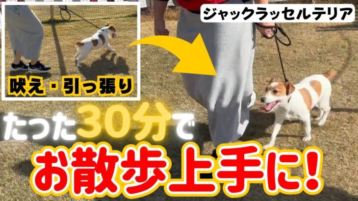 【犬しつけ】【吠える】お散歩で引っ張る、吠えるを直したい！基本の散歩の仕方をマスターしてお散歩上手になれる★【ジャックラッセルテリア】