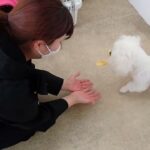 犬の幼稚園 華ちゃんとトレーニング