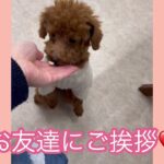 ＃犬のようちえん＃犬のほいくえん　＃パピーパーティー　#ドッグトレーニング　＃犬グループレッスン　＃犬しつけ　#子犬しつけ #トイプードル