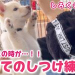 【豆柴犬】可愛いシロクマわんこの初めてのしつけ練習！まめしば亭ブログvlog