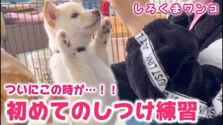 【豆柴犬】可愛いシロクマわんこの初めてのしつけ練習！まめしば亭ブログvlog