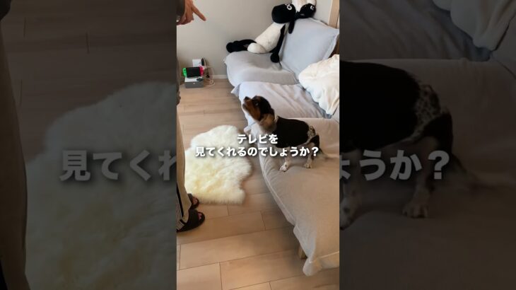 犬は犬が出てるテレビを見るのが大好きらしいですよ📺🐕　#犬 #vlog #しつけ #いぬすたぐらむ #dog #わんちゃん初心者 #犬のいる暮らし #わんちゃんと一緒