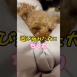 眠気vs食欲【保護犬】#shorts #おすすめ #かわいい #いぬ