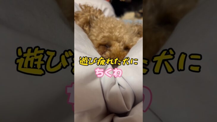 眠気vs食欲【保護犬】#shorts #おすすめ #かわいい #いぬ