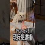 【愛犬になめられる主w】ワンコの躾は難しいw