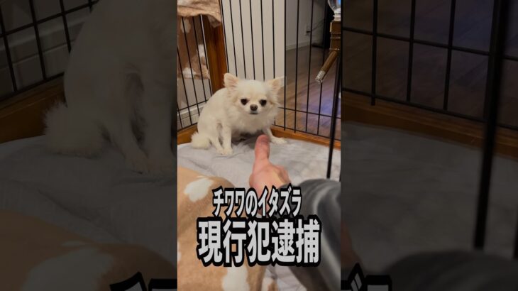 【愛犬になめられる主w】ワンコの躾は難しいw